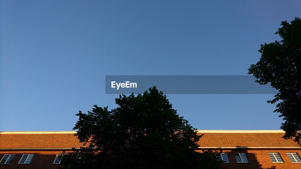 LOW ANGLE VIEW OF TREES AND HOUSE AGAINST CLEAR BLUE SKY