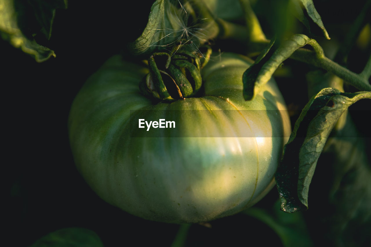 Close-up of fruit growing on plant against black background