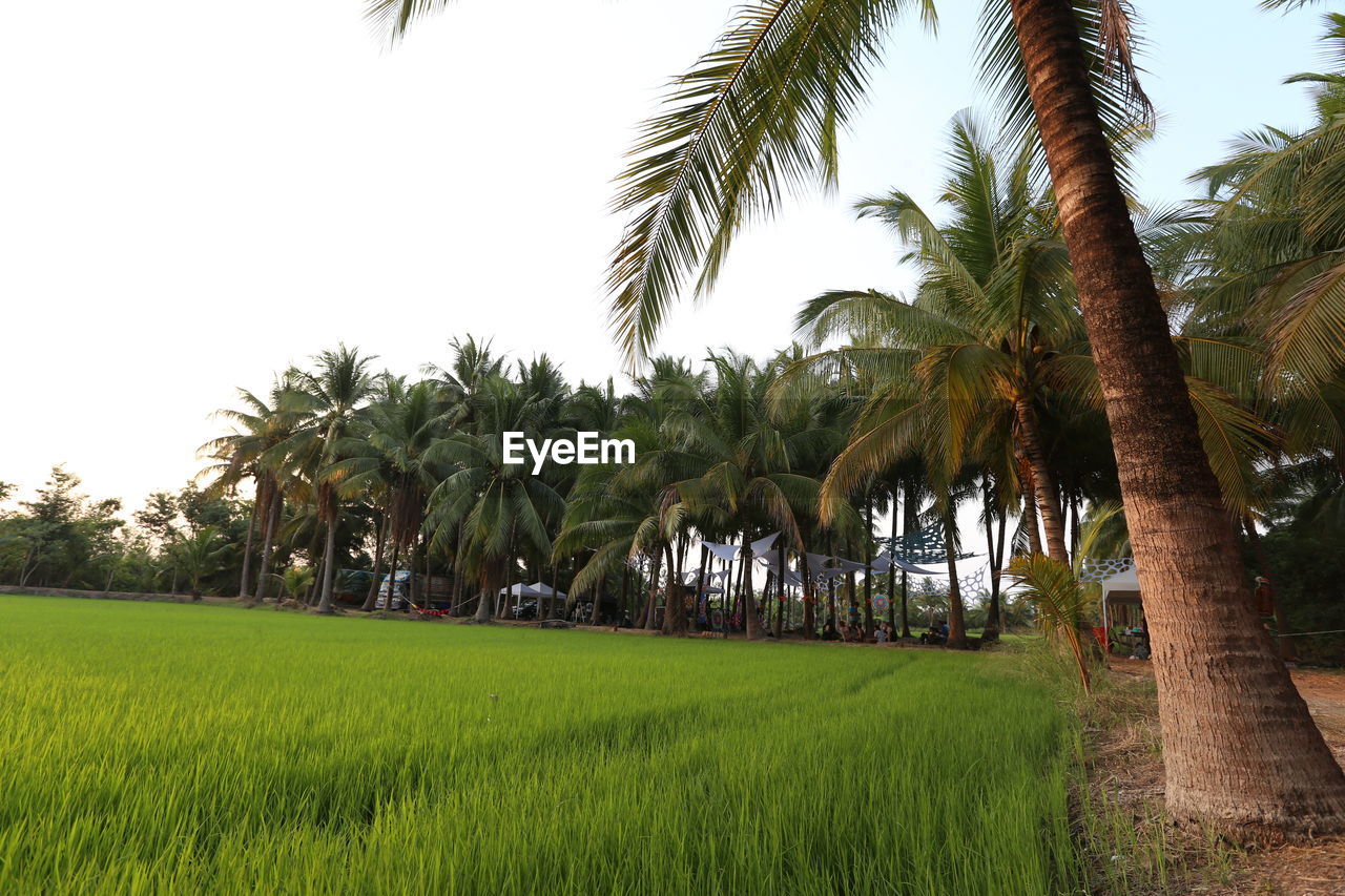 VIEW OF PALM TREES ON FIELD