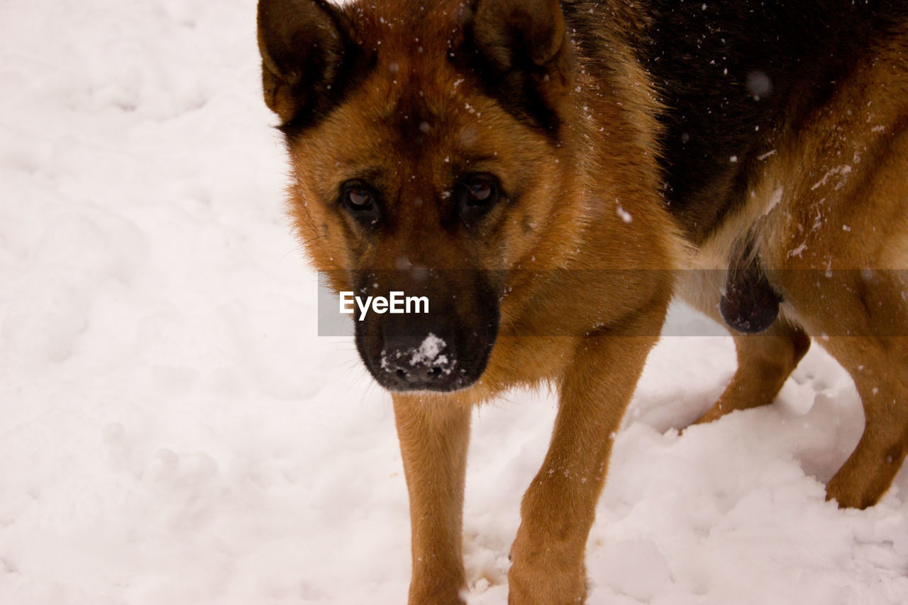 PORTRAIT OF DOG ON SNOW
