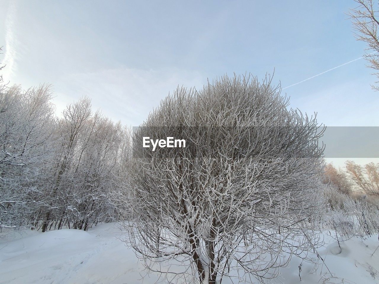 winter, frost, freezing, tree, snow, branch, plant, nature, ice, cold temperature, no people, sky, beauty in nature, tranquility, day, reflection, frozen, outdoors, scenics - nature, sunlight, environment, fog, water, bare tree, tranquil scene, low angle view, non-urban scene