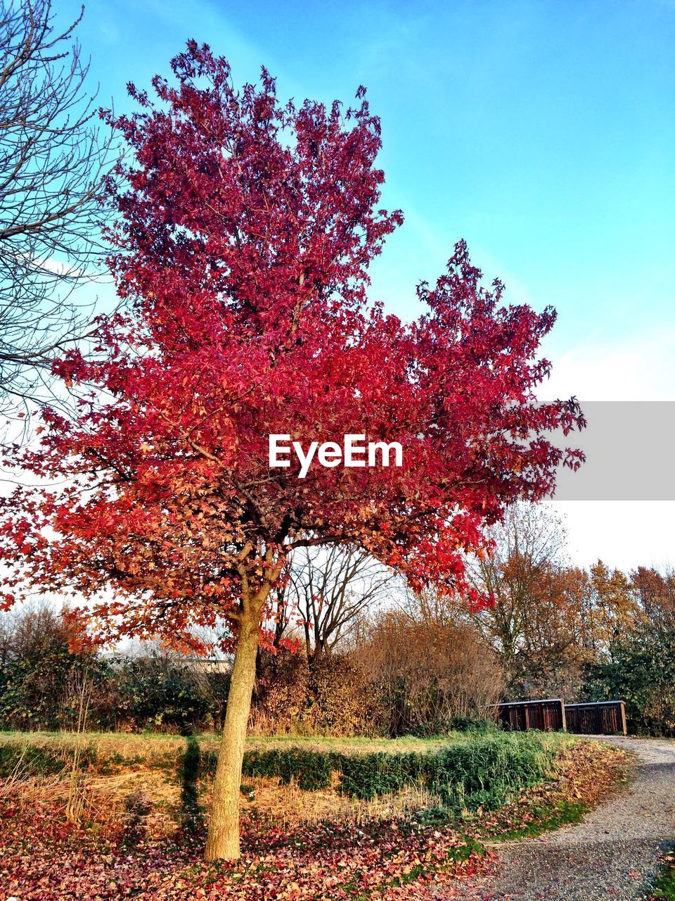 TREES ON FIELD