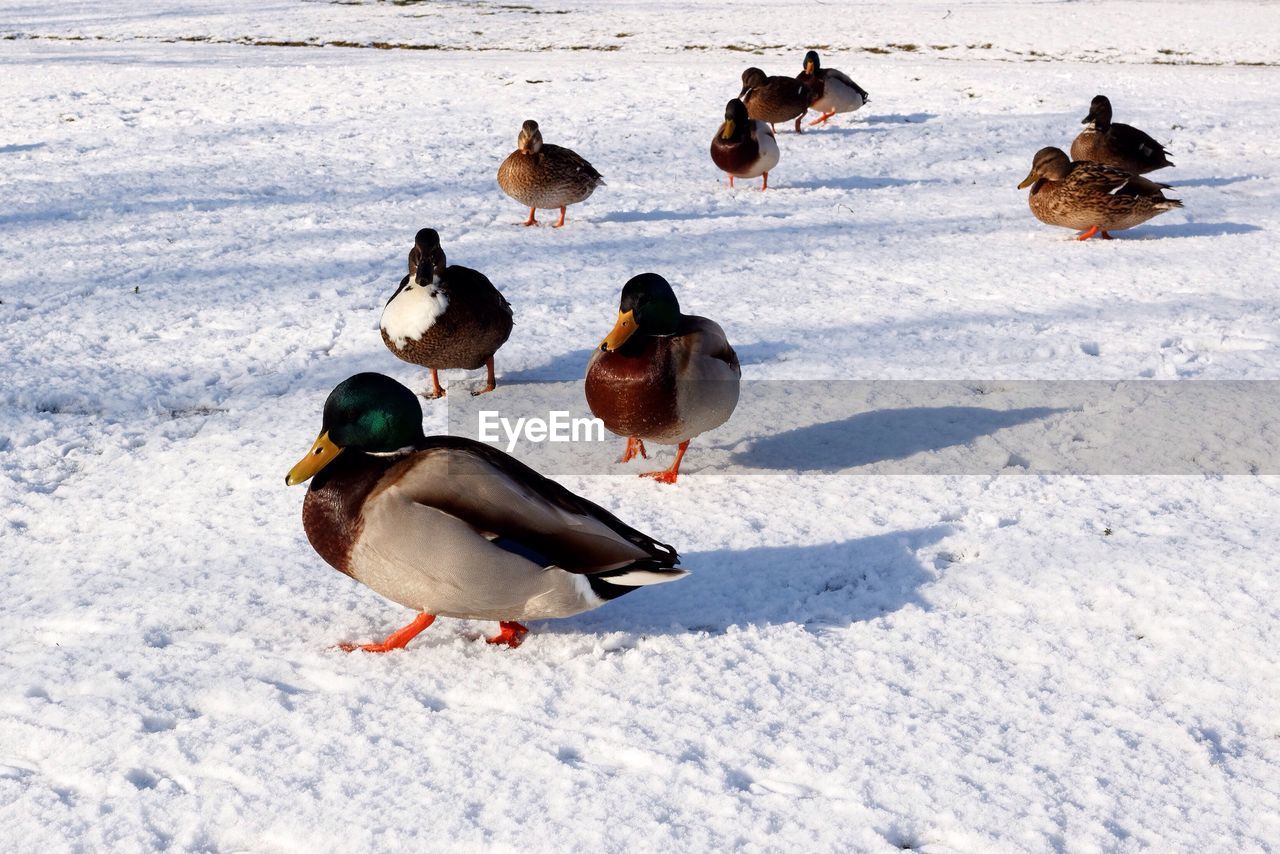 High angle view of mallard ducks on frozen field