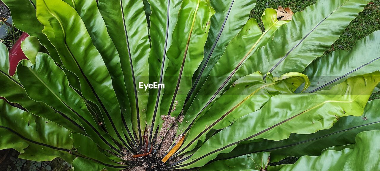 green, plant, leaf, plant part, growth, palm tree, jungle, nature, beauty in nature, flower, tropics, tree, garden, rainforest, no people, close-up, land, outdoors, day, food and drink, freshness, food, tropical climate, botany, field, saw palmetto, full frame, agriculture