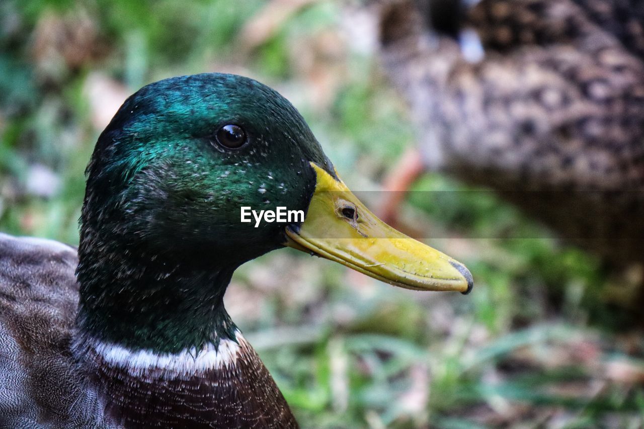 animal themes, animal, bird, animal wildlife, duck, wildlife, beak, one animal, mallard, ducks, geese and swans, nature, water bird, close-up, focus on foreground, animal body part, poultry, no people, day, outdoors, mallard duck, animal head, side view
