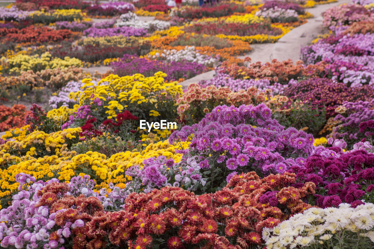 Close-up of multi colored flowers