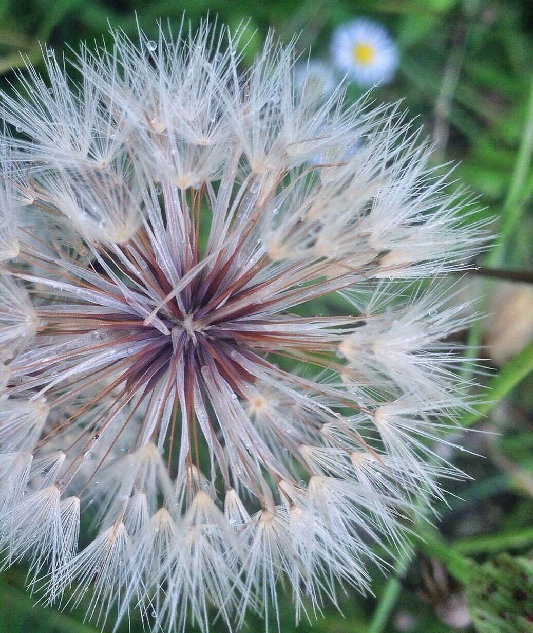 Close-up of dandelion