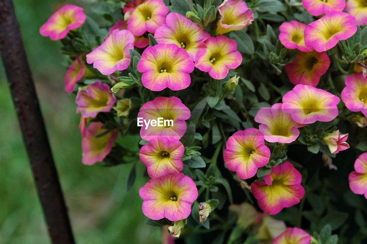 CLOSE-UP OF PINK FLOWERS