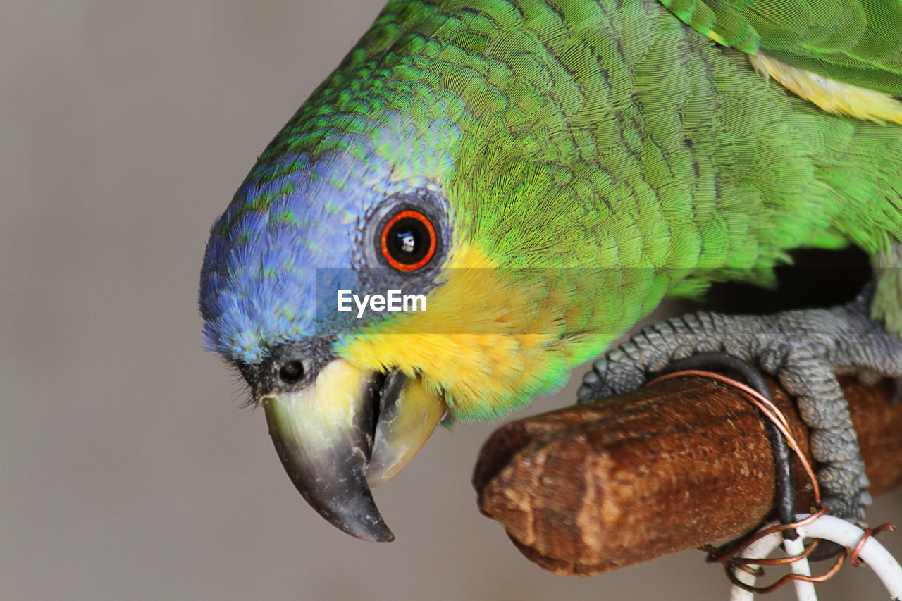 Close-up of parrot perching on leaf