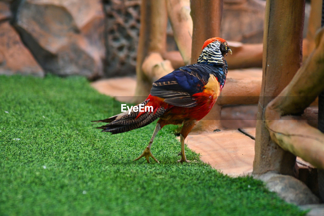 animal, animal themes, bird, wildlife, animal wildlife, nature, one animal, grass, outdoors, day, rooster, plant, domestic animals, selective focus, green, multi colored, livestock, chicken, no people