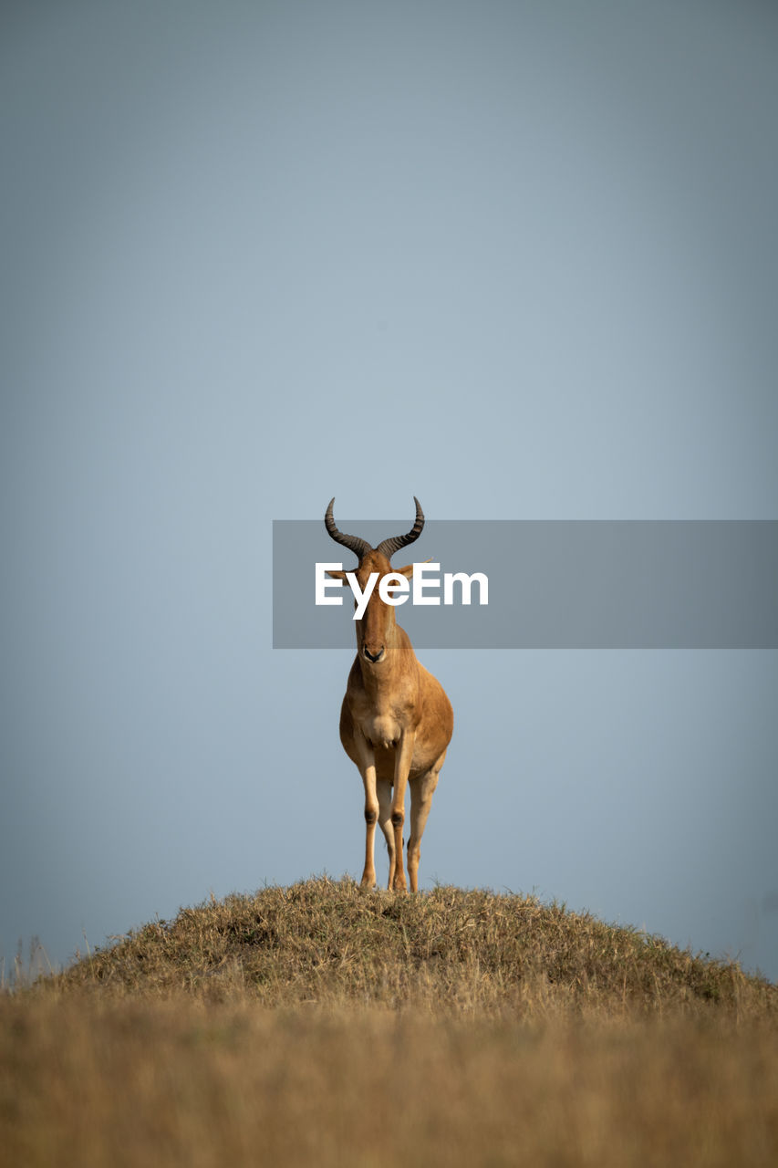 Portrait of deer standing on land against sky