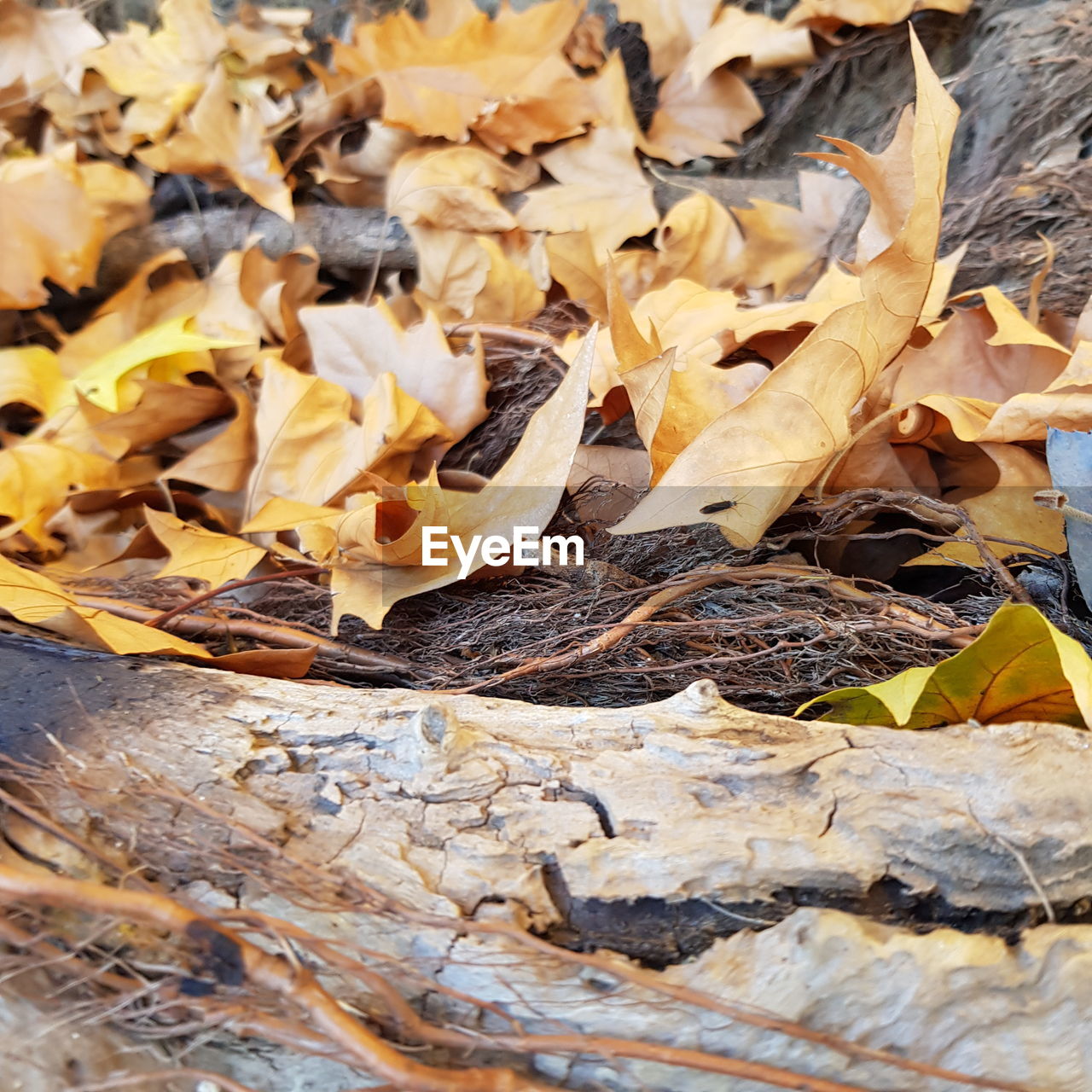 Close-up of dried autumn leaves