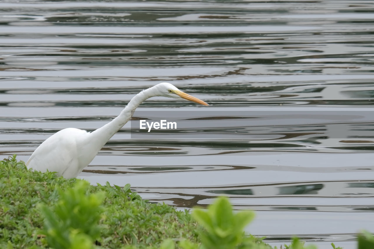 VIEW OF A BIRD ON A LAKE