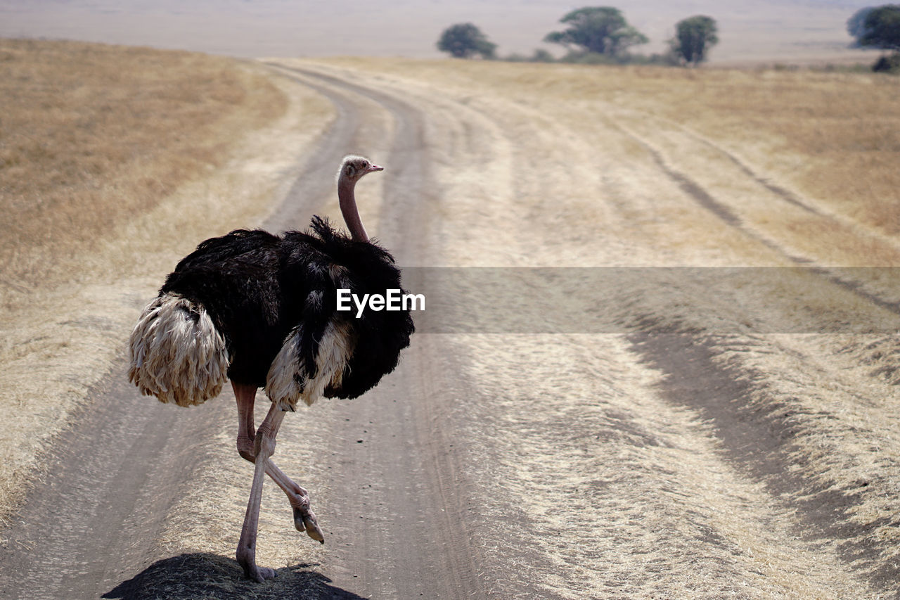 Ostrich bird on land crossing road 