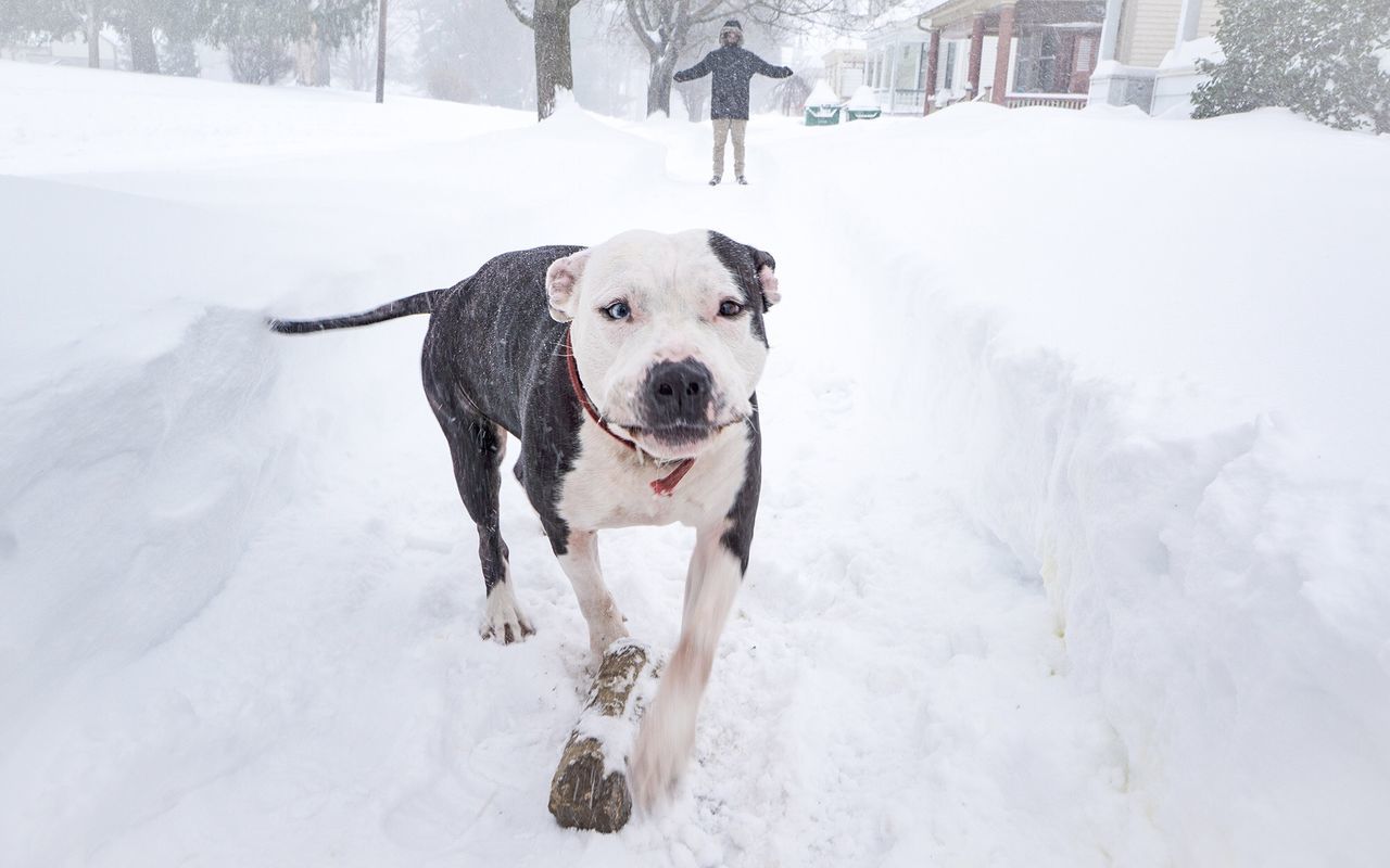 DOG ON SNOW COVERED LANDSCAPE