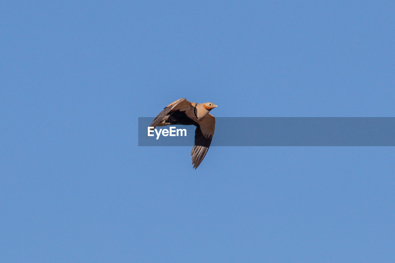 LOW ANGLE VIEW OF EAGLE FLYING