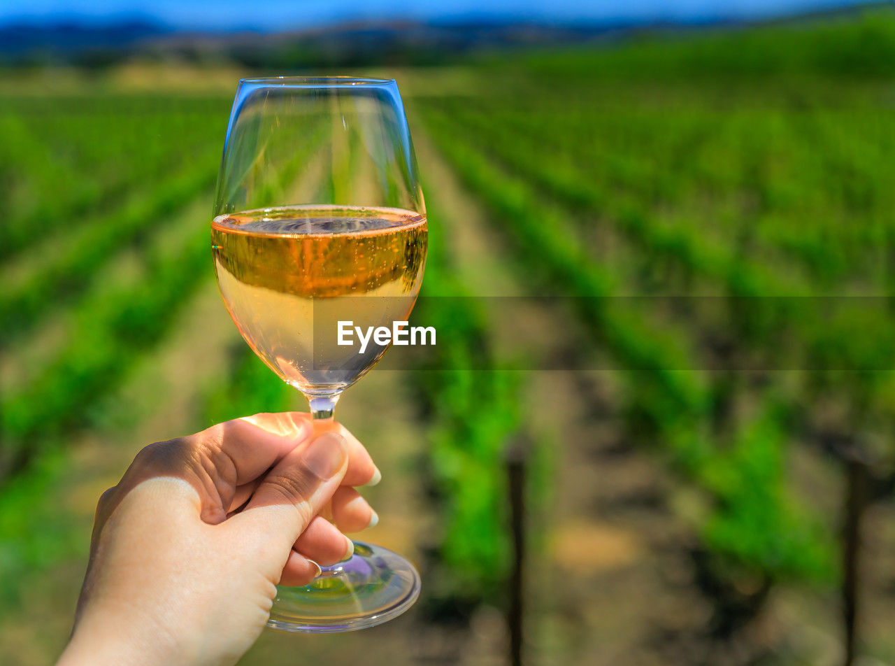 cropped hand of woman holding wineglass