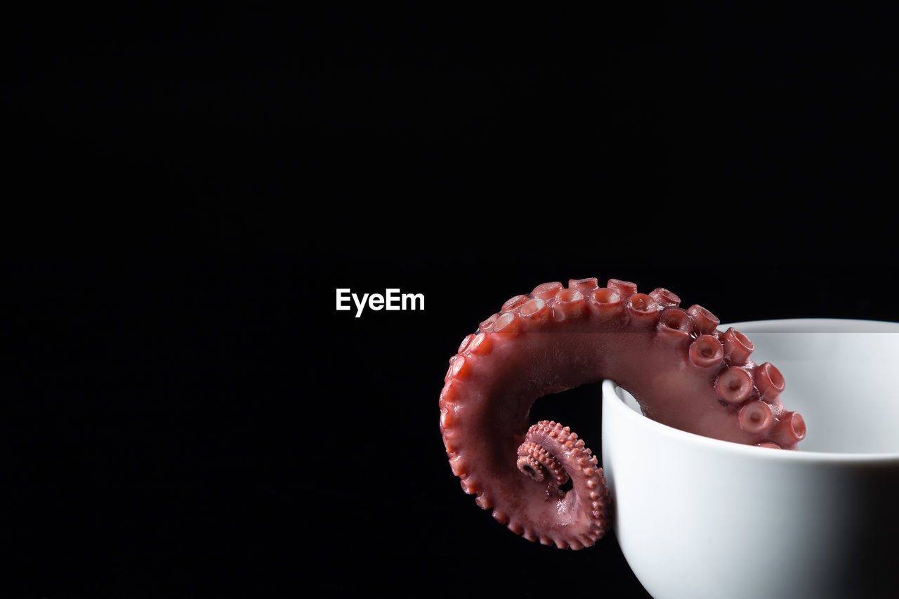 black background, food and drink, studio shot, food, copy space, cup, indoors, no people, animal, animal themes, freshness, marine invertebrates, close-up, octopus, healthy eating, cut out, one animal, coffee cup, drink, wellbeing
