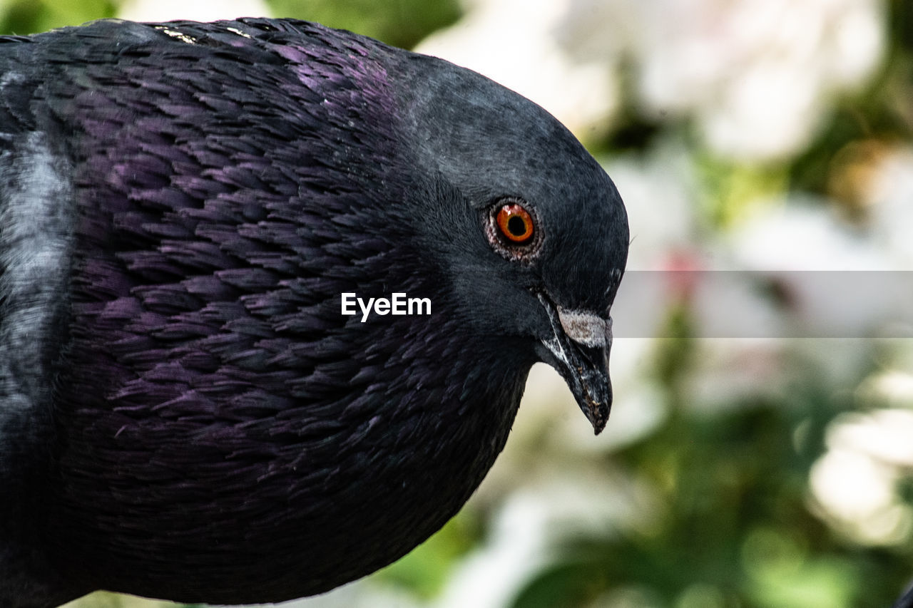 CLOSE-UP OF PIGEON ON A BIRD