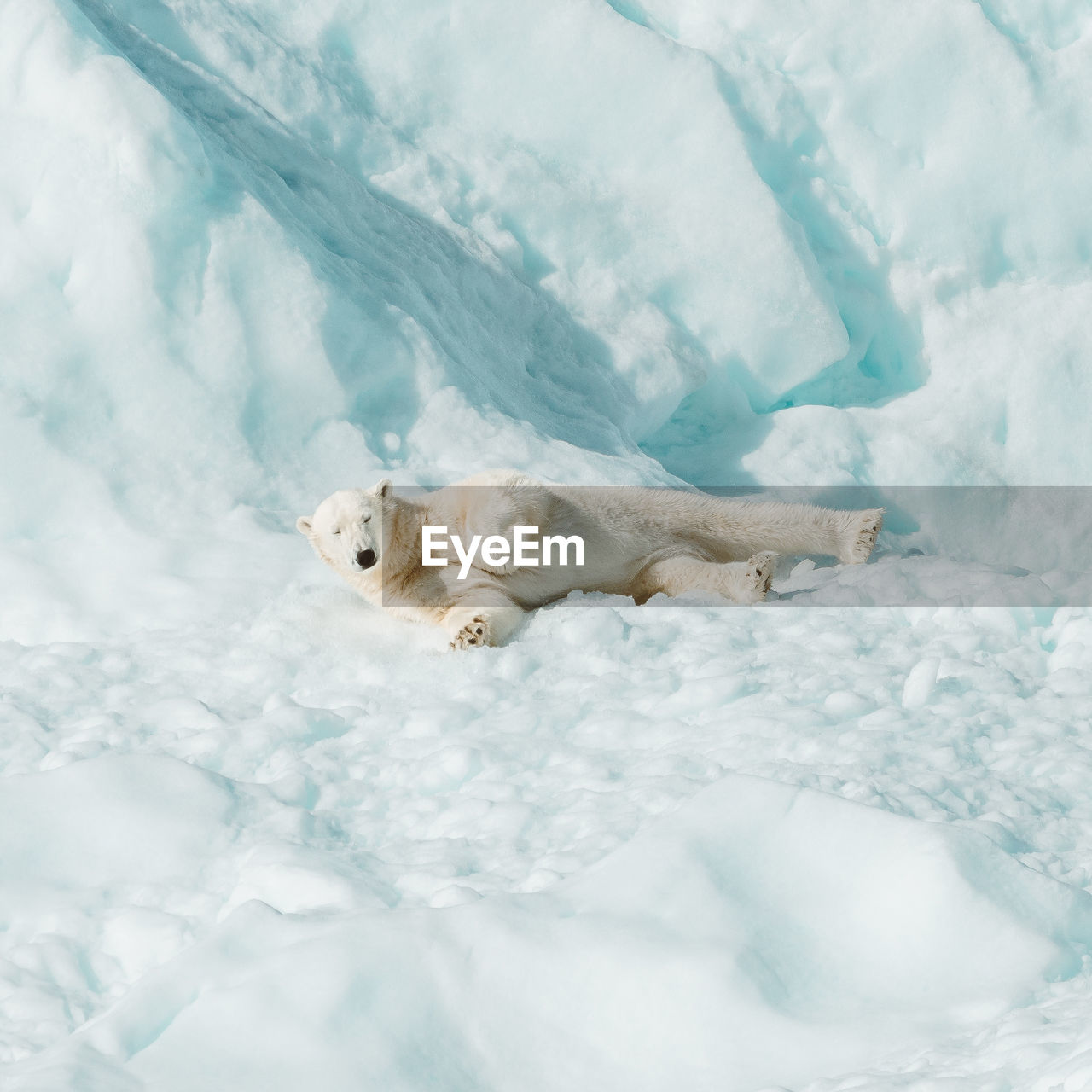 Polar bear resting on an iceberg in the arctic wild