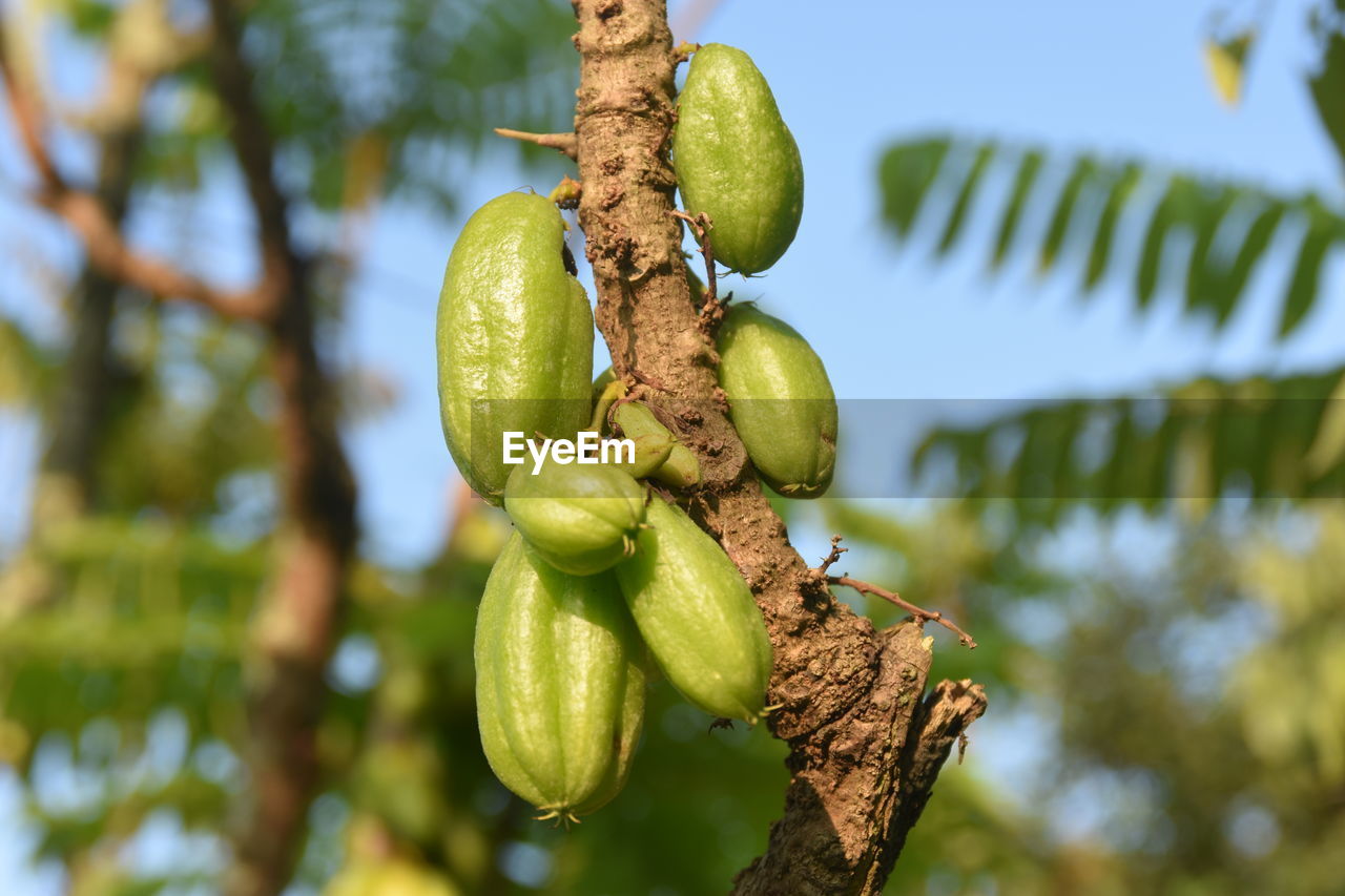 tree, fruit, food, plant, food and drink, healthy eating, green, produce, branch, nature, no people, leaf, focus on foreground, flower, close-up, growth, day, freshness, outdoors, low angle view, wellbeing, plant part, agriculture, macro photography, hanging, nut - food, beauty in nature, sky, nut