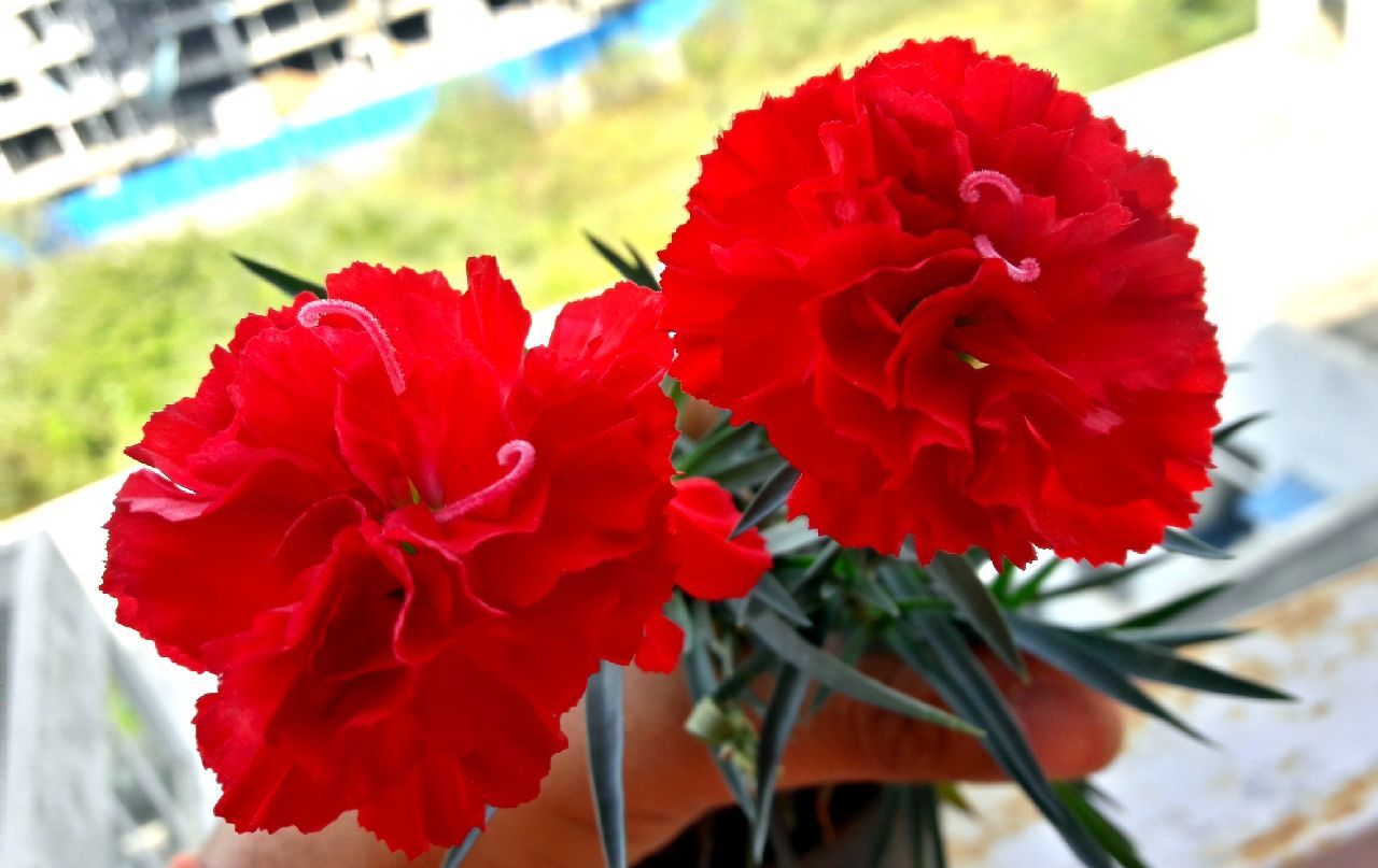 CLOSE-UP OF RED FLOWERS BLOOMING