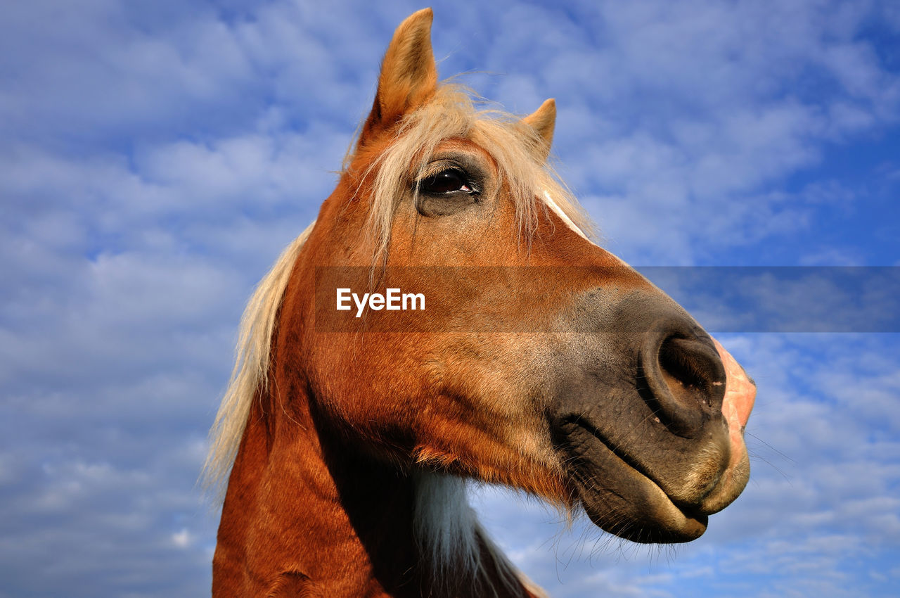 LOW ANGLE VIEW OF HORSE AGAINST SKY