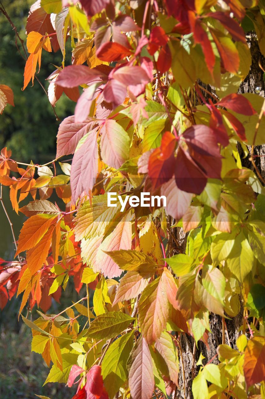 CLOSE-UP OF AUTUMN LEAVES ON TREE