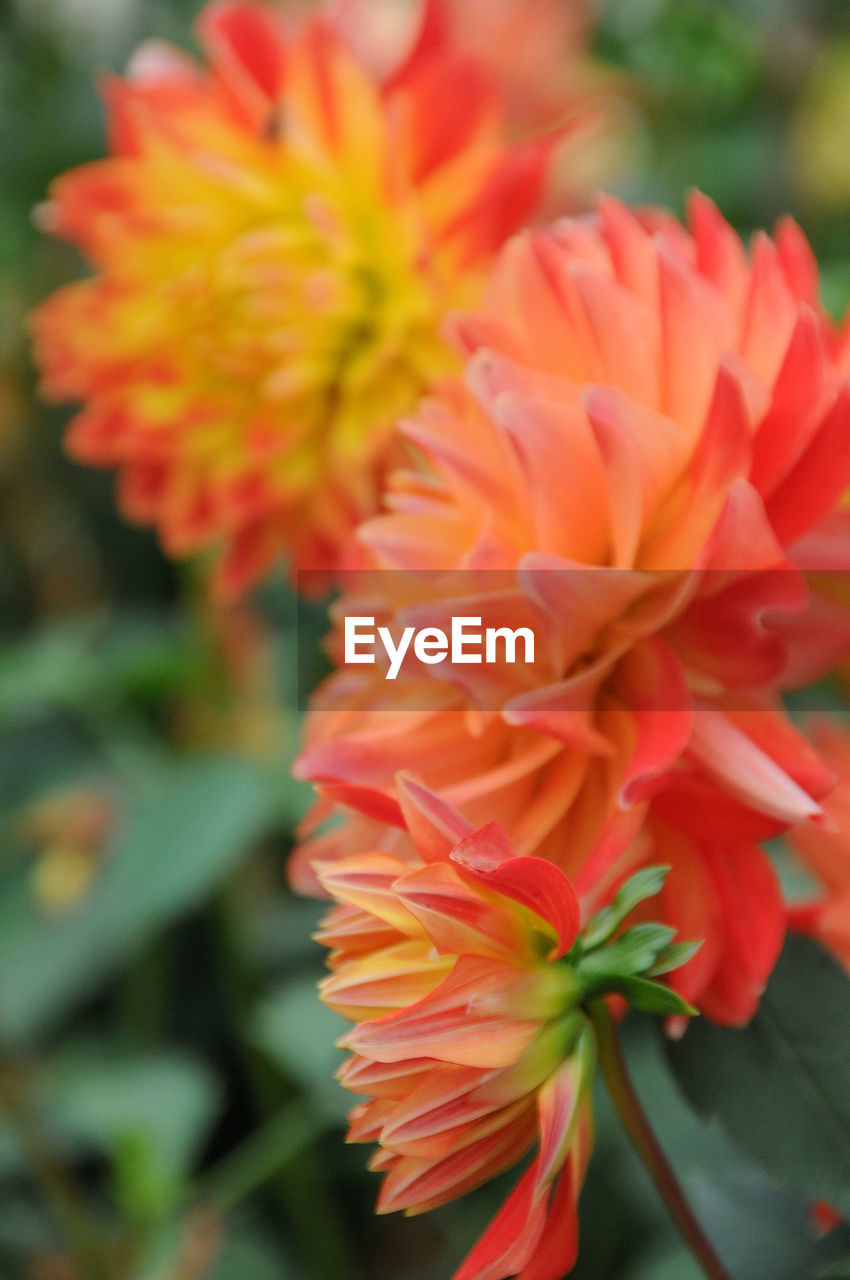 flower, flowering plant, plant, freshness, beauty in nature, close-up, fragility, petal, flower head, inflorescence, nature, dahlia, growth, focus on foreground, no people, day, outdoors, red, vibrant color, pink, blossom, orange color