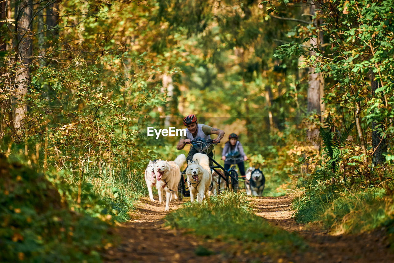 PEOPLE RIDING DOG ON STREET IN FOREST