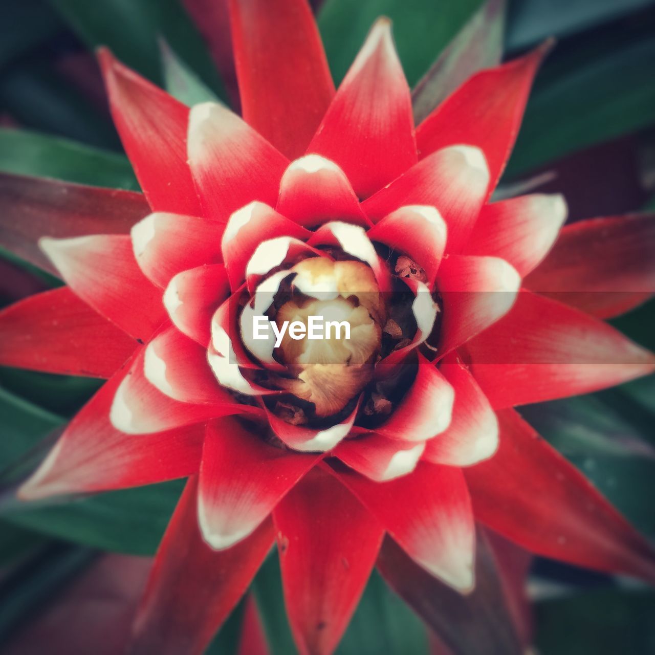 Close-up of red flowers