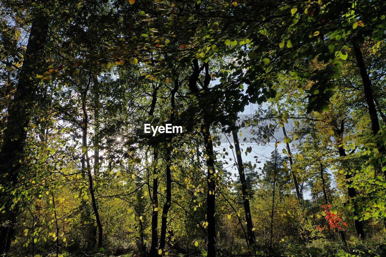 LOW ANGLE VIEW OF TREES IN THE FOREST