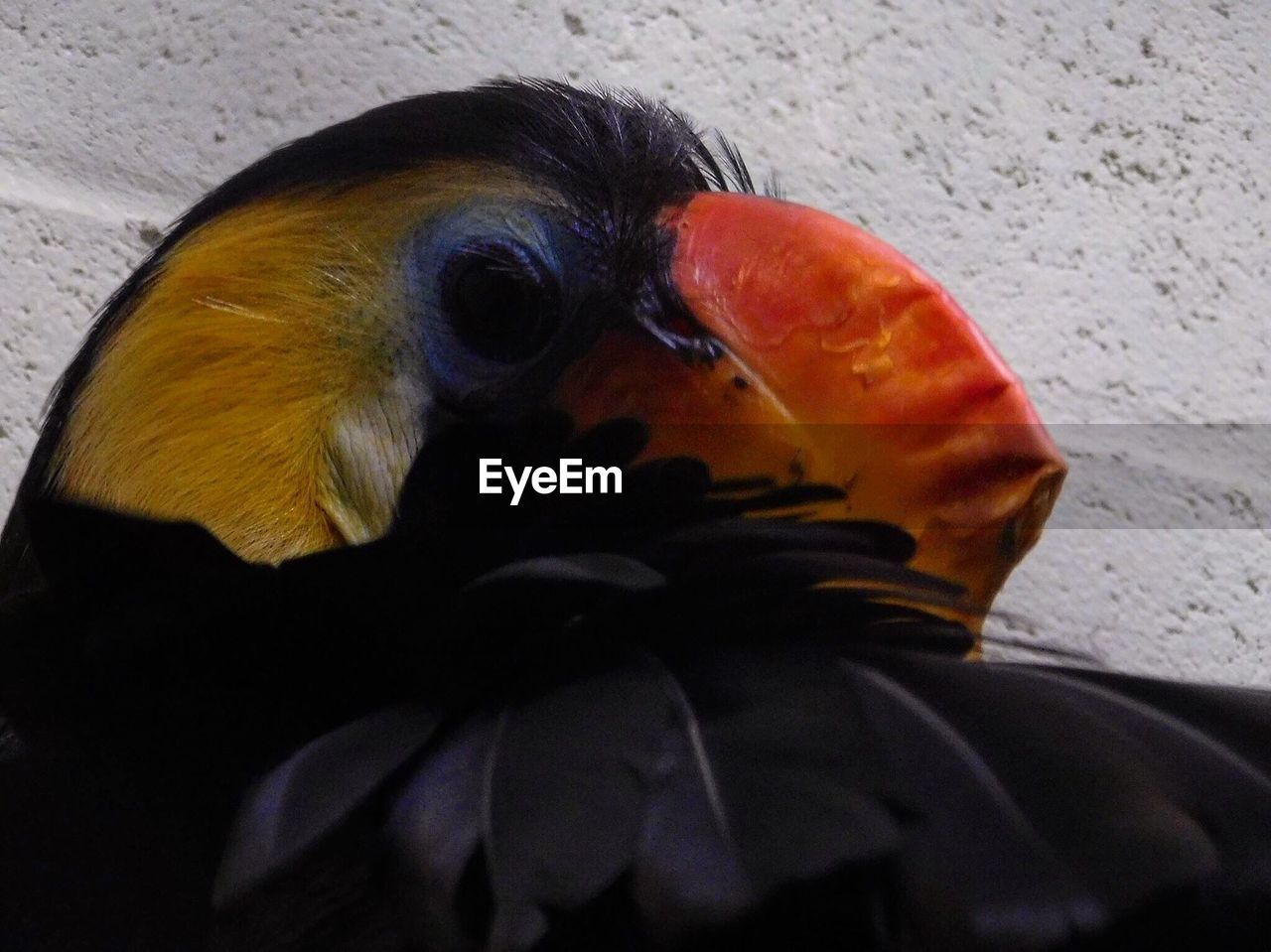 CLOSE-UP OF BIRD ON GROUND