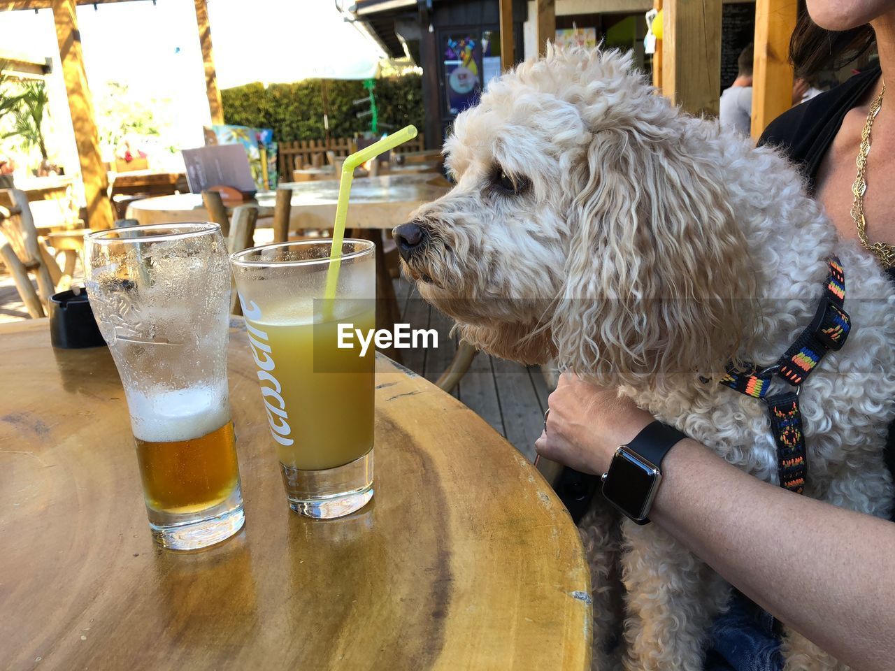 Close-up of a dog with drink on table