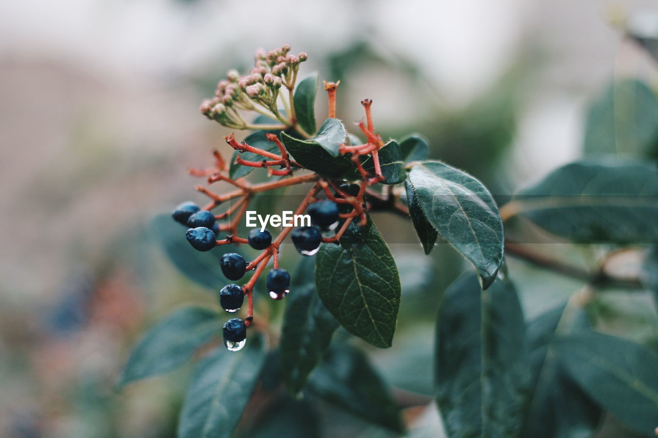 Close-up of fruits growing on plant