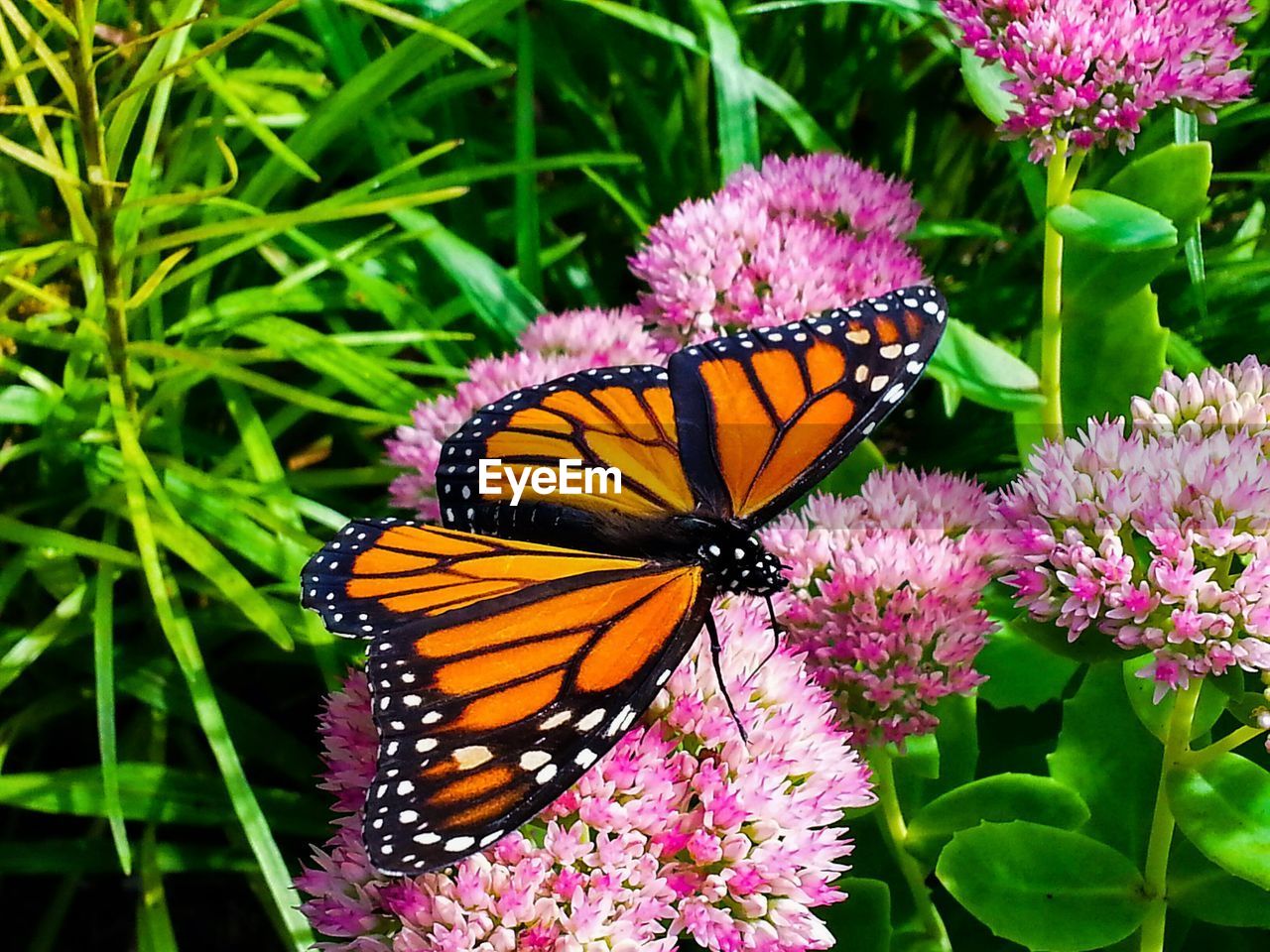 High angle view of monarch butterfly on flowering plant