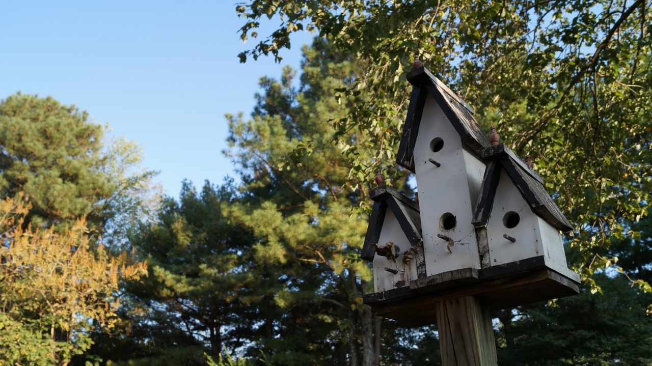 LOW ANGLE VIEW OF BIRDHOUSE ON TREES AGAINST SKY