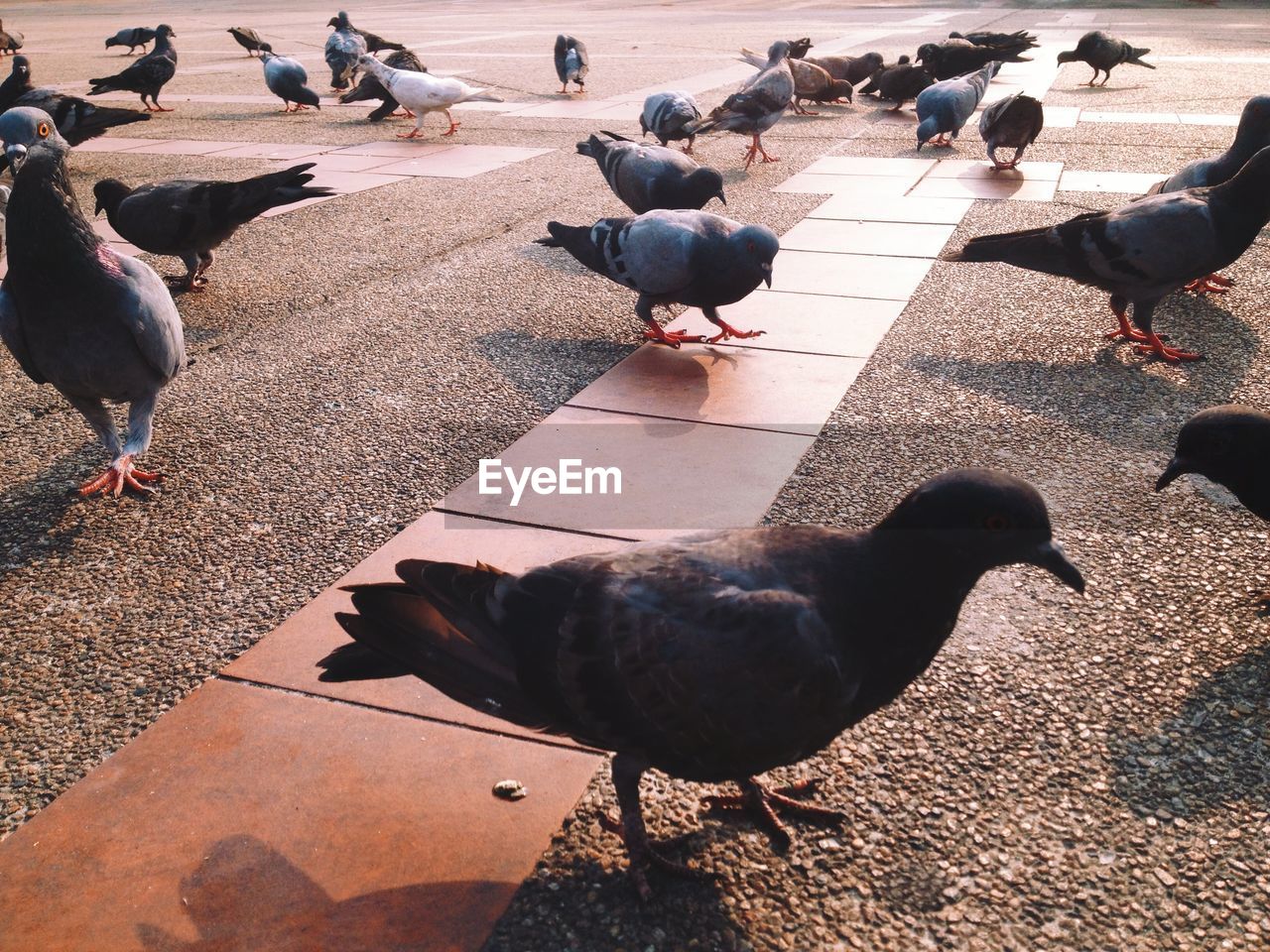 Pigeons on walkway