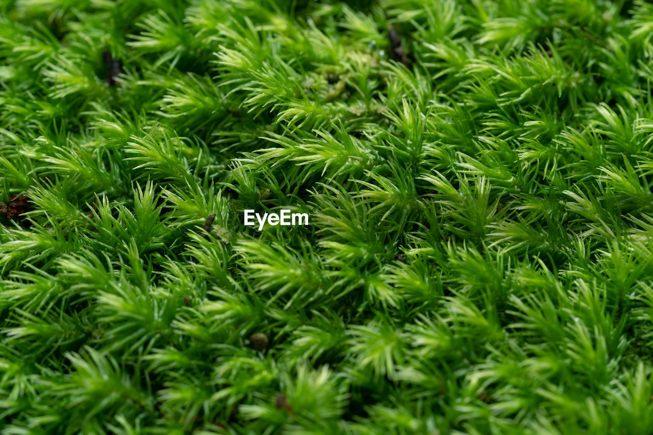 Full frame shot of fresh green plants