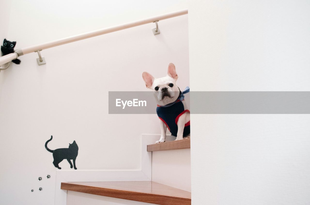 Portrait of french bulldog sitting on steps at home