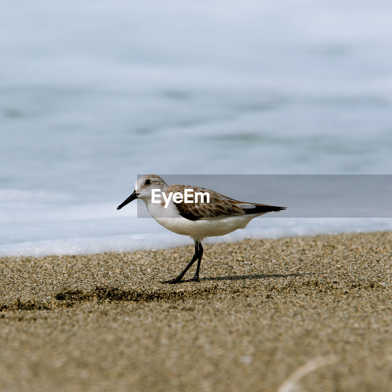 Sandpiper on shore at beach