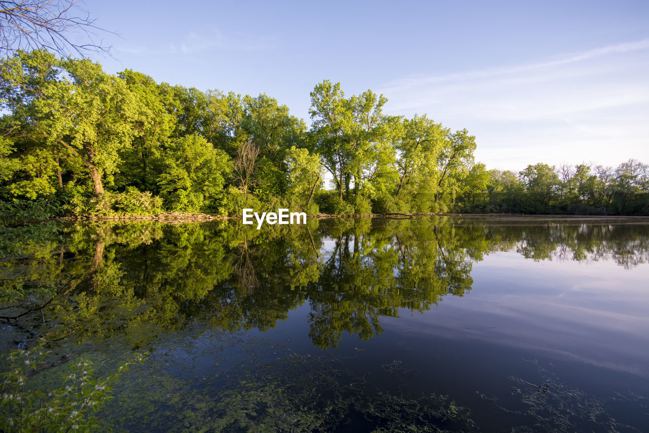 TREES BY LAKE AGAINST SKY