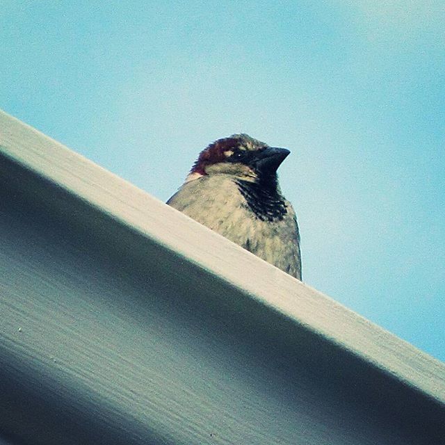 LOW ANGLE VIEW OF BIRDS PERCHING ON BLUE WALL