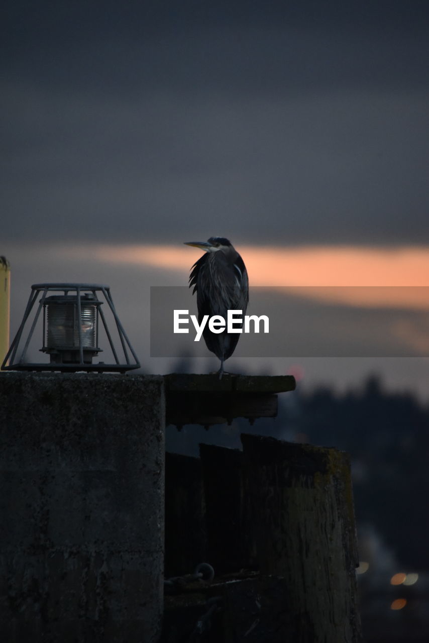 Bird perching on wooden post against sky during sunset