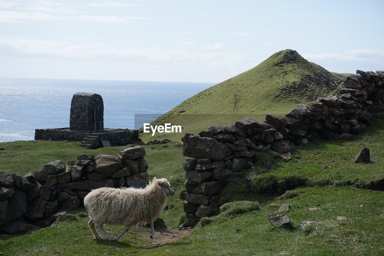 Side view of sheep walking on grassy field against sea
