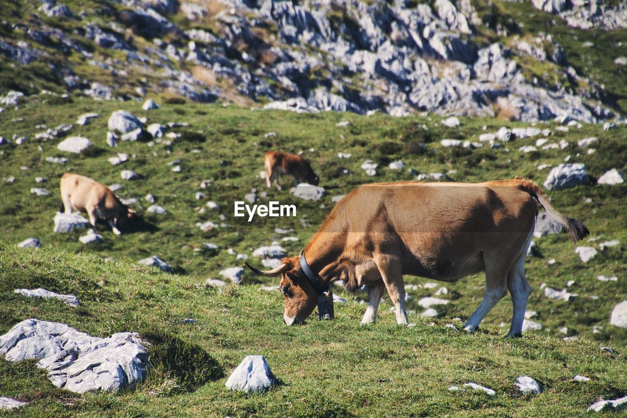 A travel for asturias, nature. cows grazing in the picos de europa, life in the countryside