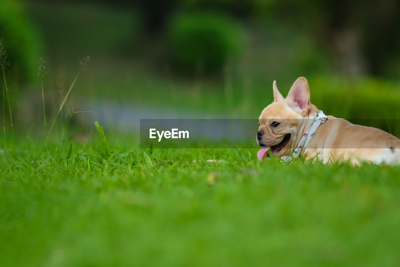 DOG LOOKING AWAY ON GRASS
