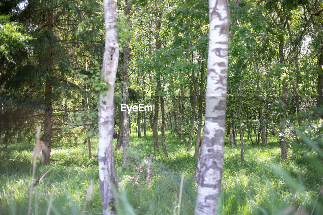 SCENIC VIEW OF TREES IN FOREST