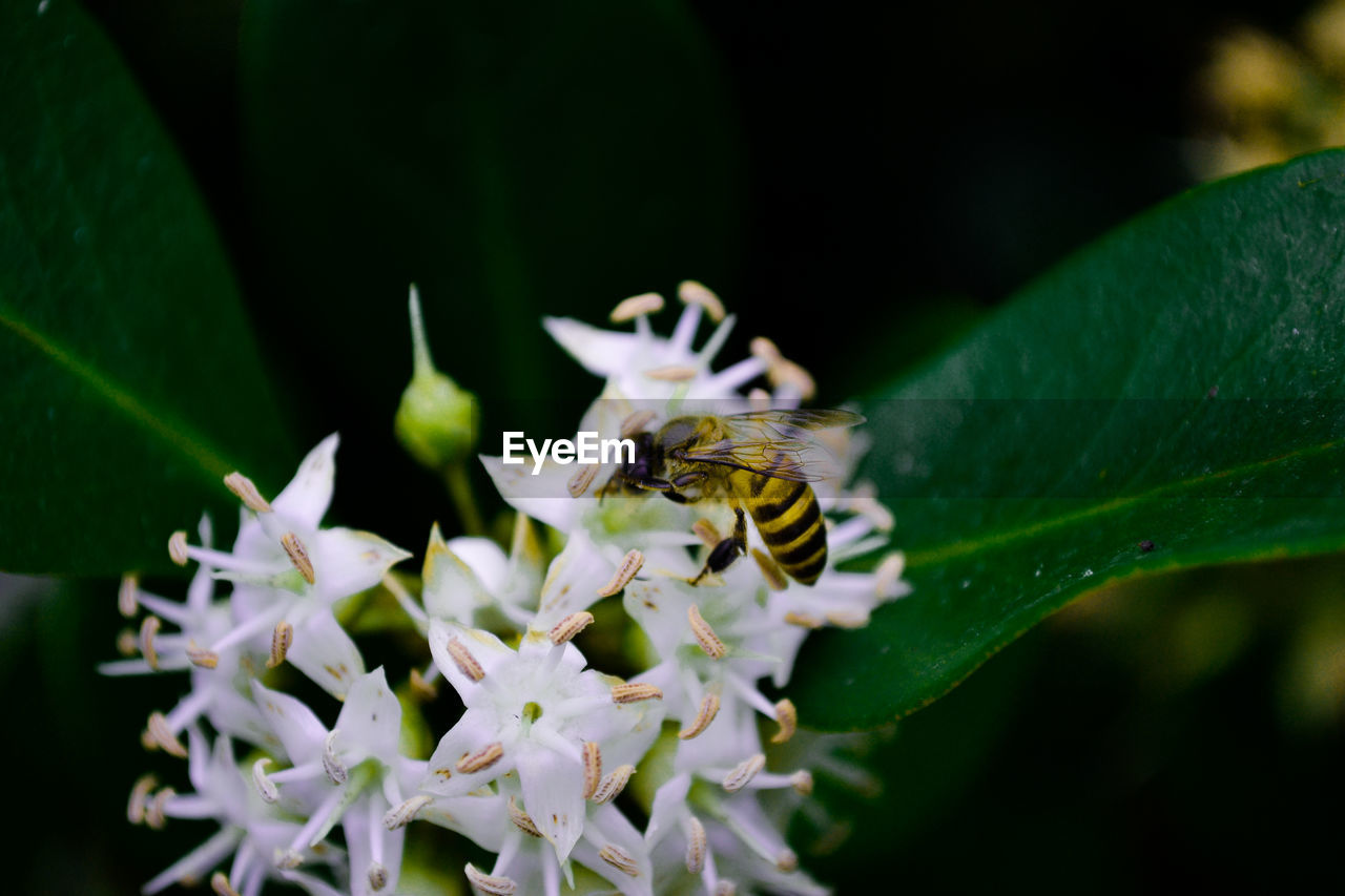 nature, plant, animal themes, animal wildlife, insect, animal, flower, beauty in nature, close-up, flowering plant, wildlife, macro photography, one animal, fragility, leaf, plant part, freshness, green, growth, no people, focus on foreground, petal, blossom, outdoors, flower head, day, macro, white