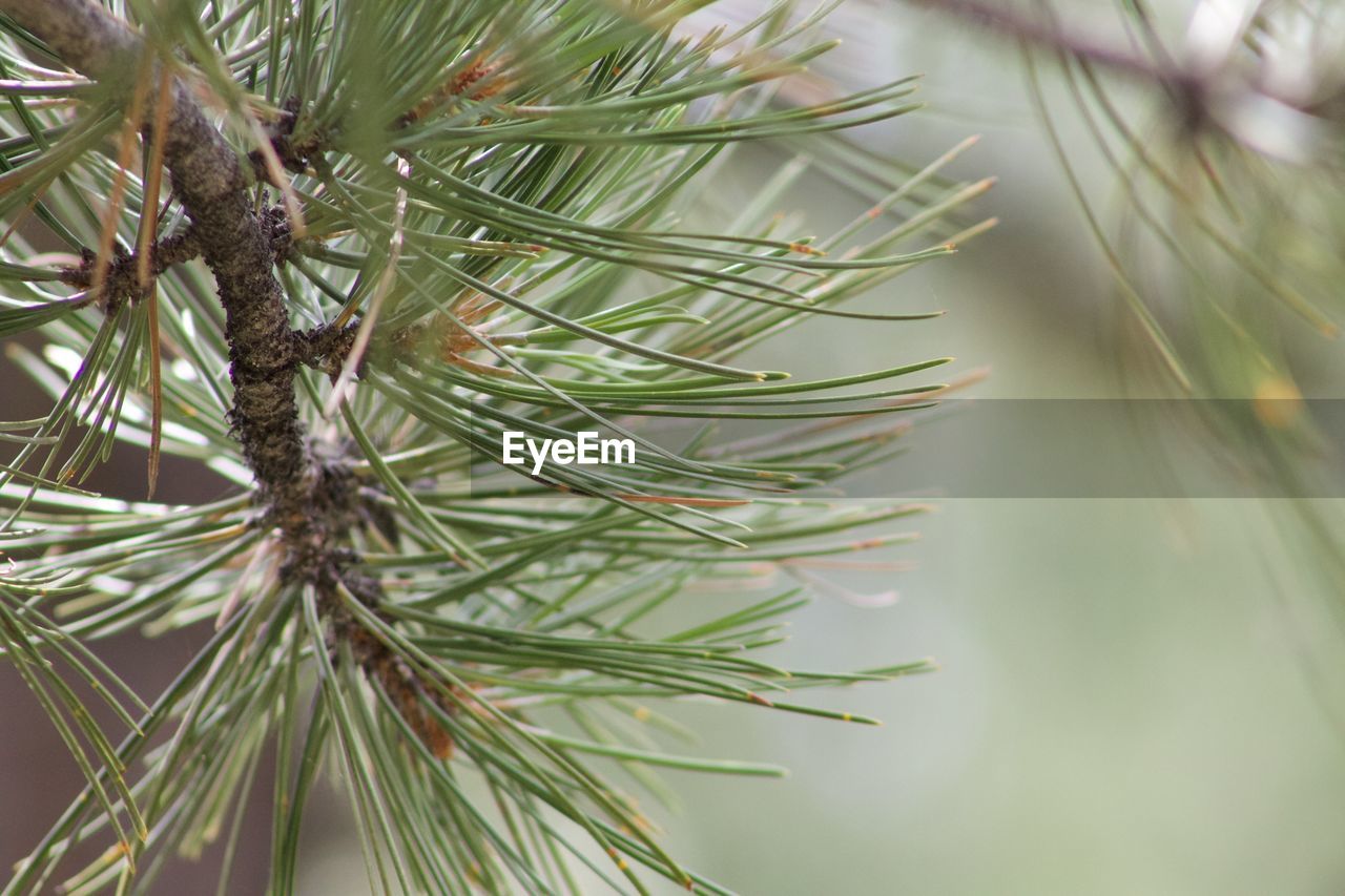 Close-up of pine tree